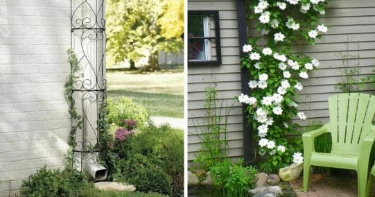 Trellis-Covered Downspouts